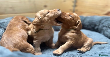 Mixed Breed dogs - Advert 4