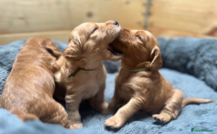 Mixed Breed dogs - Advert 3