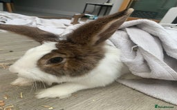 Lionhead rabbits for sale: Two Beautiful Rabbits for Adoption  - Image 6