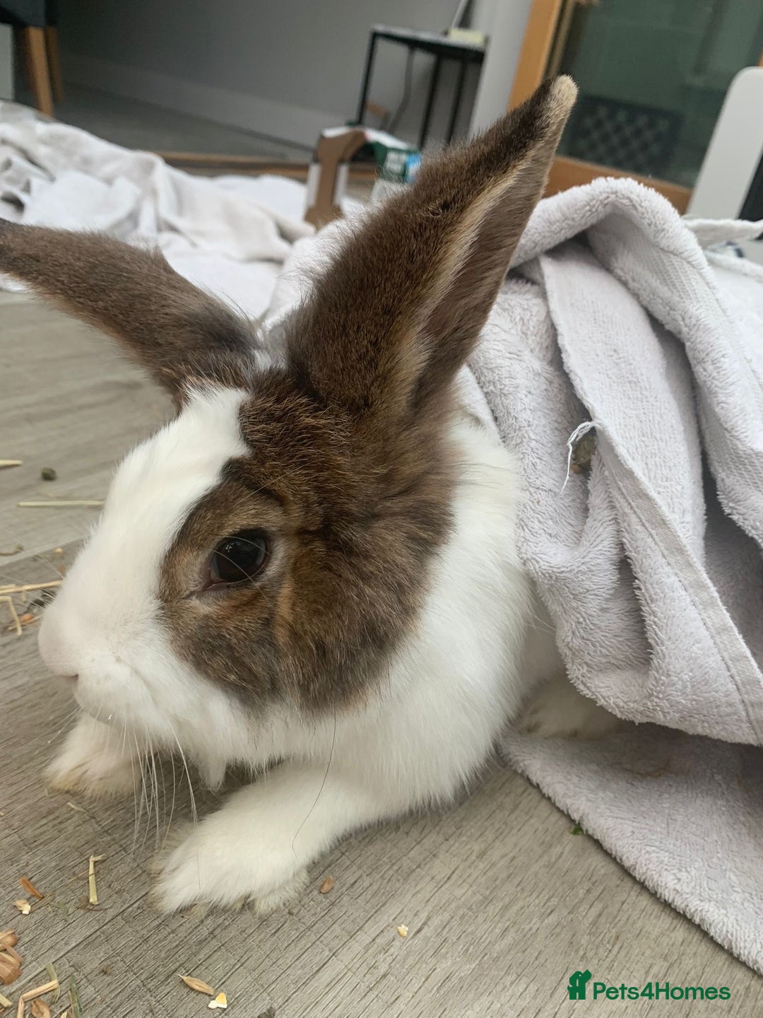 Lionhead rabbits for sale: Two Beautiful Rabbits for Adoption  - Image 6