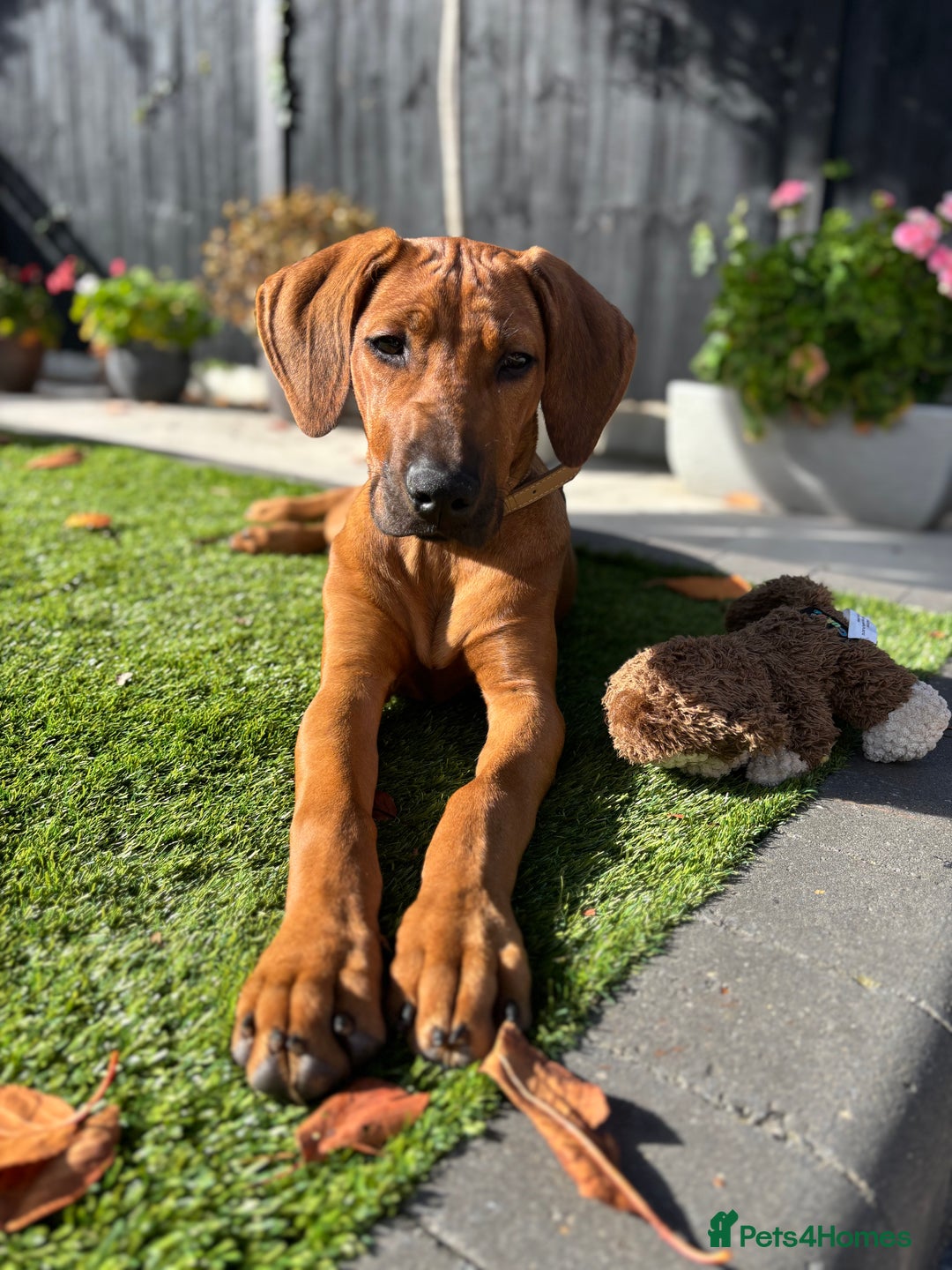 Rhodesian Ridgeback dogs for sale: Rhodesian Ridgeback Puppy Female - Image 3