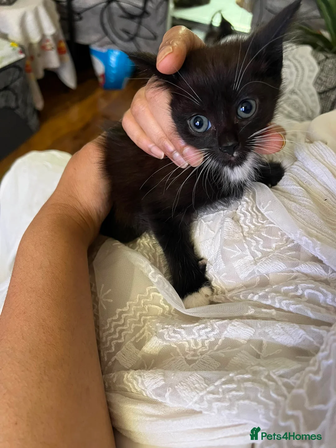 Mixed Breed cats for sale: Mixed Tabby kittens in London - Advert 11