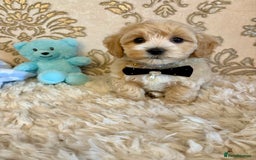 Maltipoo dogs for sale: ADORABLE F1 MALTIPOO PUPPIES DNA TESTED  - Image 6