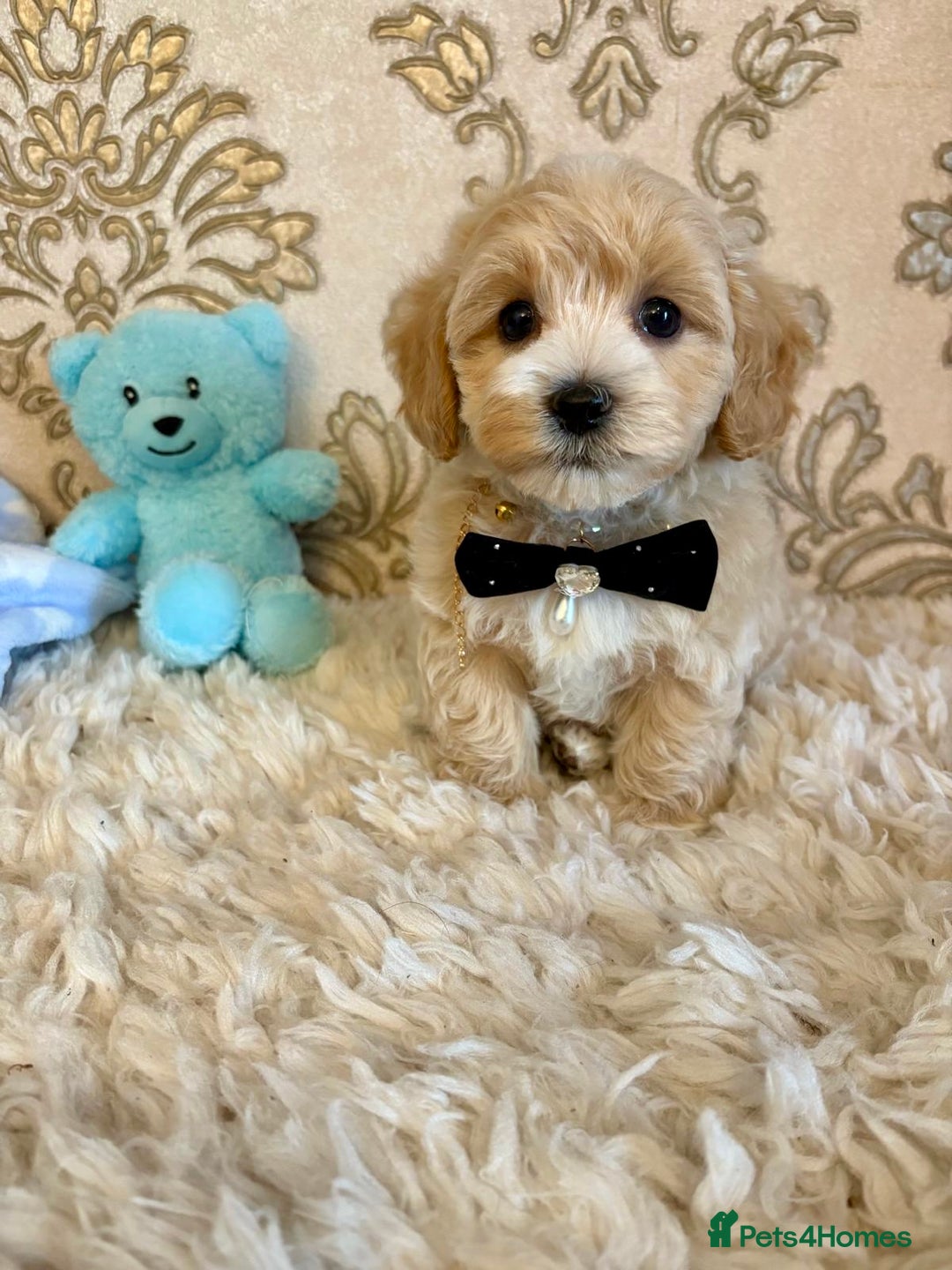 Maltipoo dogs for sale: ADORABLE F1 MALTIPOO PUPPIES DNA TESTED  - Image 6