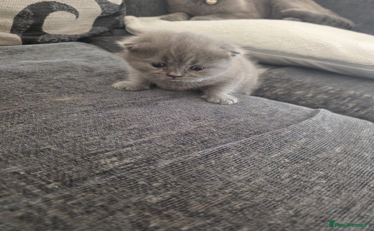 British Shorthair cats - Advert 3