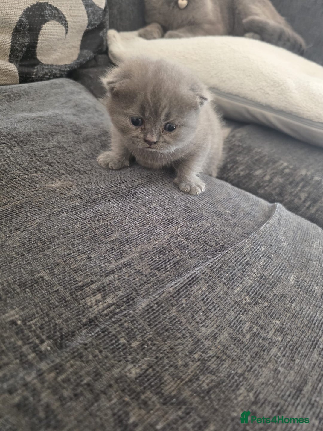 British Shorthair cats for sale: British shorthair  - Image 1