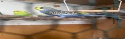 Budgerigars birds for sale: Lovely lutino pair in breeding condition and budgi - Advert 6
