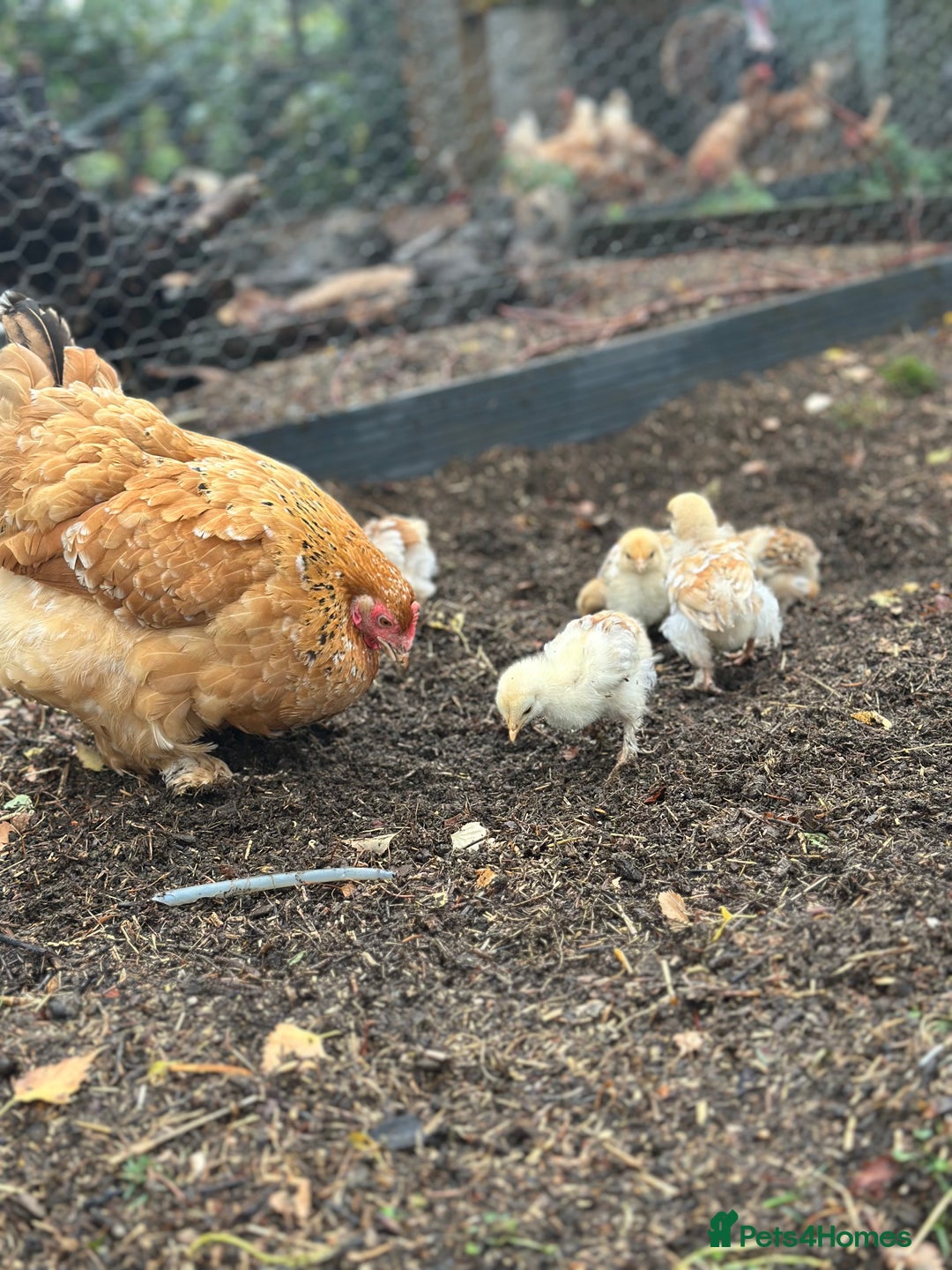 Chickens poultry for sale: Hybrid pekin bantam hen WITH 6 unsexed chicks  - Image 4