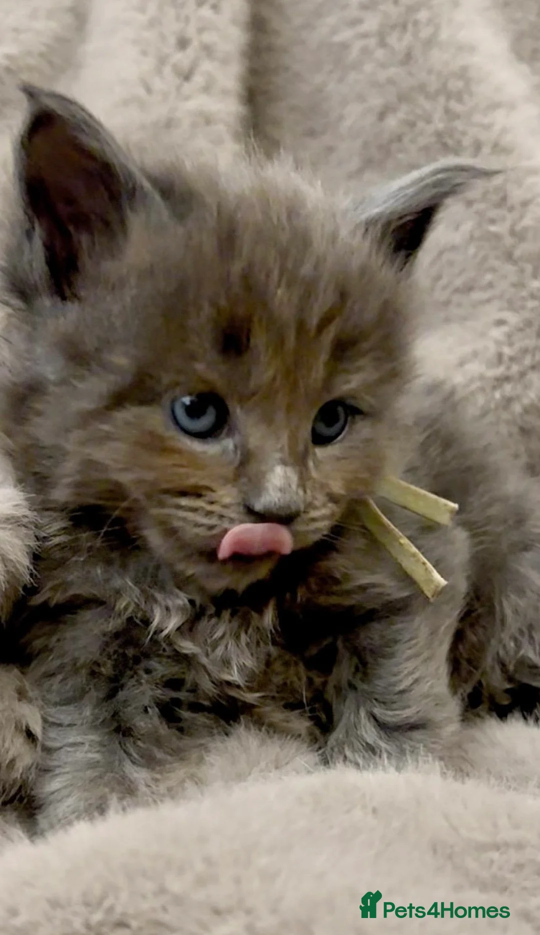 Maine Coon cats for sale: Pedigree GCCF registered Maine Coon kittens  - Advert 2