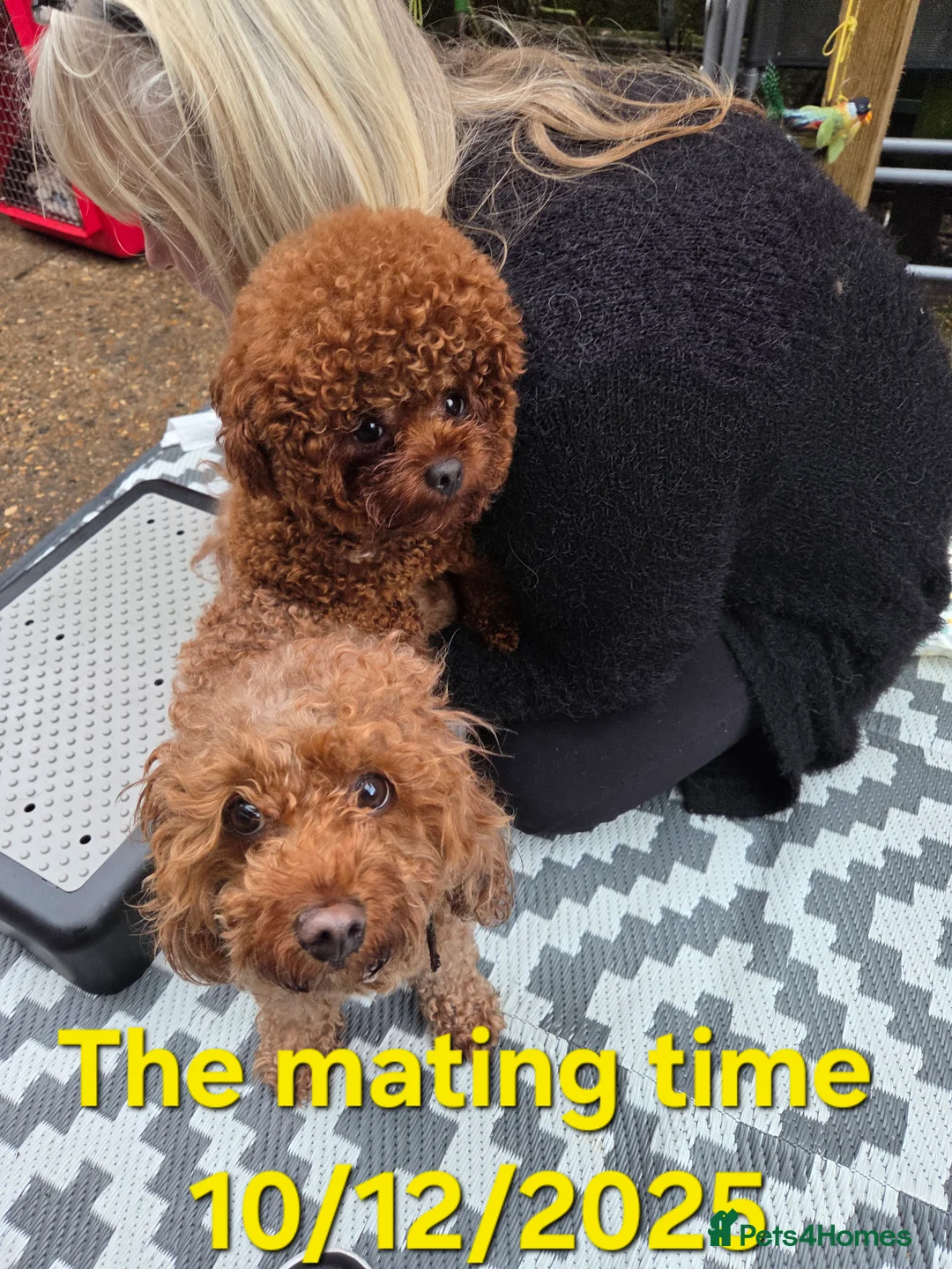 Cavapoo dogs for sale: 5x Asian Toy Poodle X Cavapoo Puppies  - Advert 5