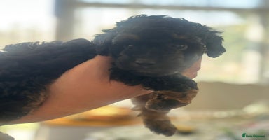 Toy Poodle dogs - Advert 13