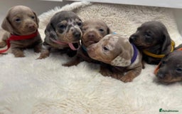Miniature Dachshund dogs for sale: Miniature dachshund puppies - Image 1