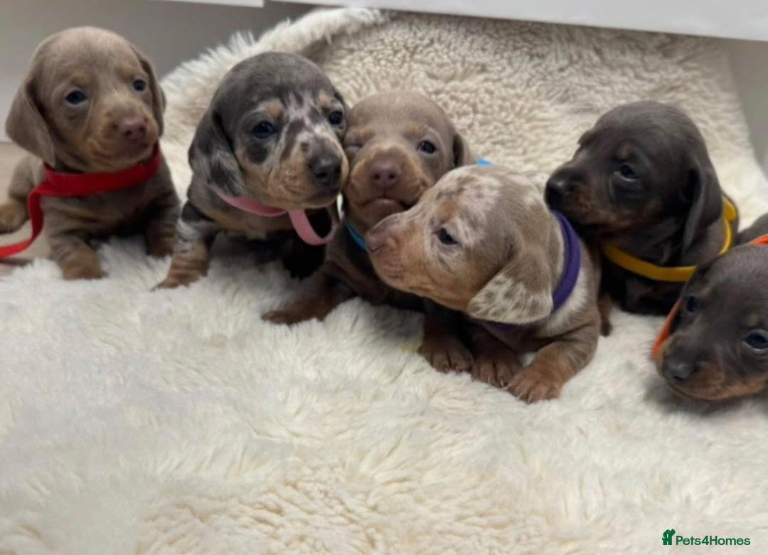 Miniature Dachshund dogs for sale: Miniature dachshund puppies - Image 1