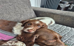 English Springer Spaniel dogs for sale: Springer spaniel puppies - Image 3