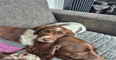 English Springer Spaniel dogs - Advert 14