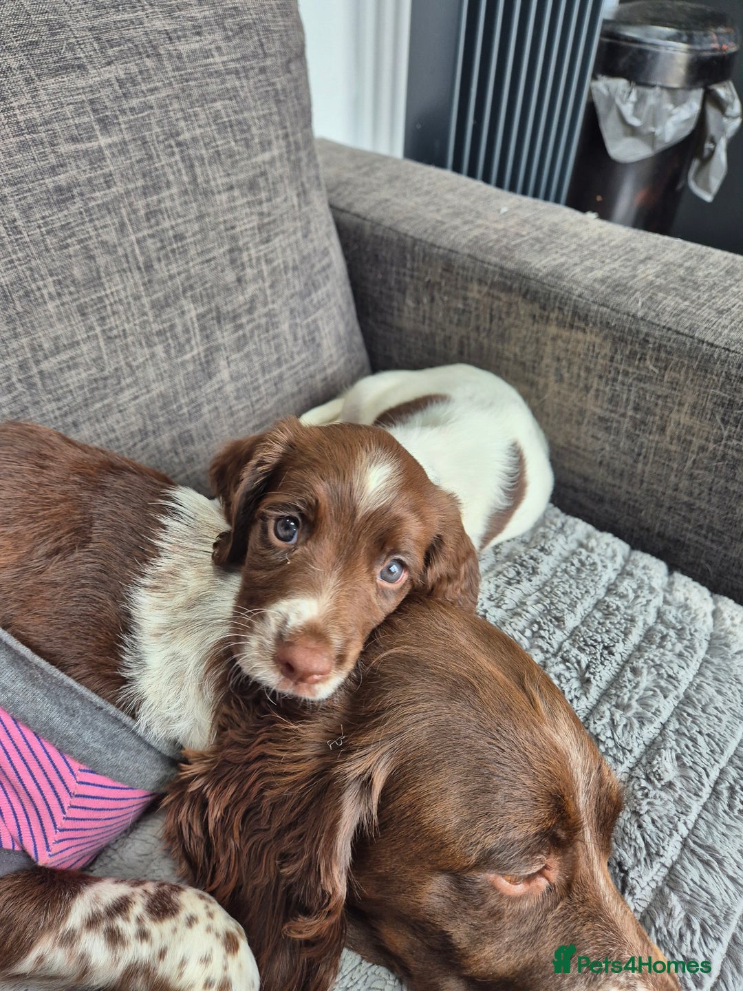 English Springer Spaniel dogs for sale: Springer spaniel puppies - Image 3