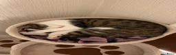 Mixed Breed cats for sale: Female 4 year old cat  - Advert 3