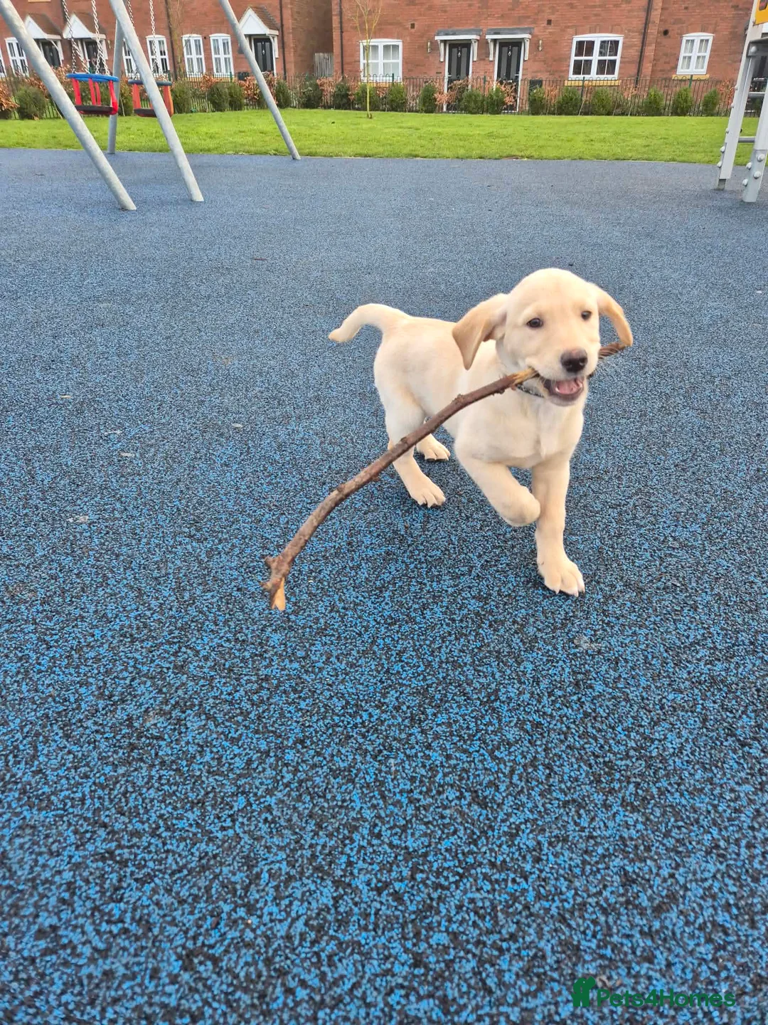 Goldador dogs for sale: Goldador puppy ozzy  - Advert 16