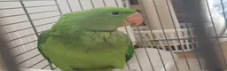 Parrots birds for sale: Amazos/Parakeets/Parrots available  - Advert 8