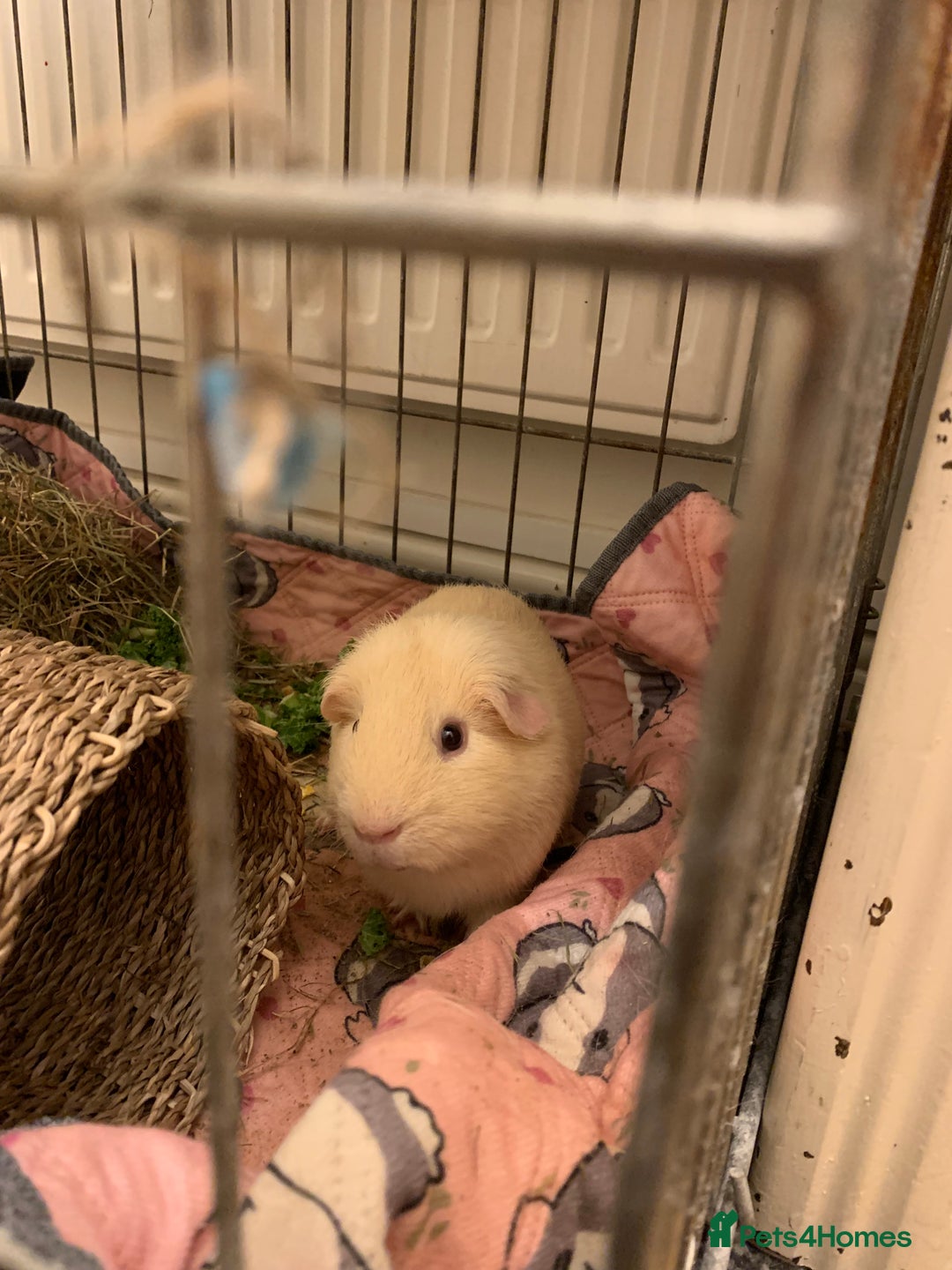 Guinea Pig rodents for sale: Male cream Guinea pig - Advert 2