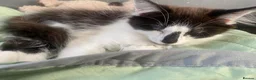 Mixed Breed cats for sale: (Ready Now) Mixed Breed Kittens in Northampton - Advert 12