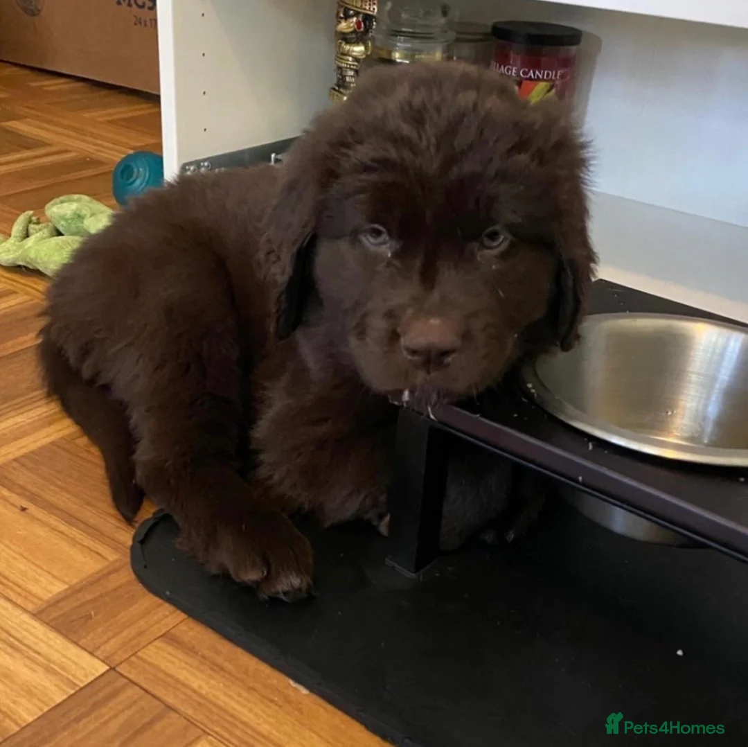 Newfoundland dogs for sale: Beautiful Newfoundland Puppies in Kingston upon Thames - Advert 2