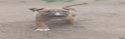 English Bull Terrier dogs for sale: Working and Sporting English Bull Terriers  - Advert 3