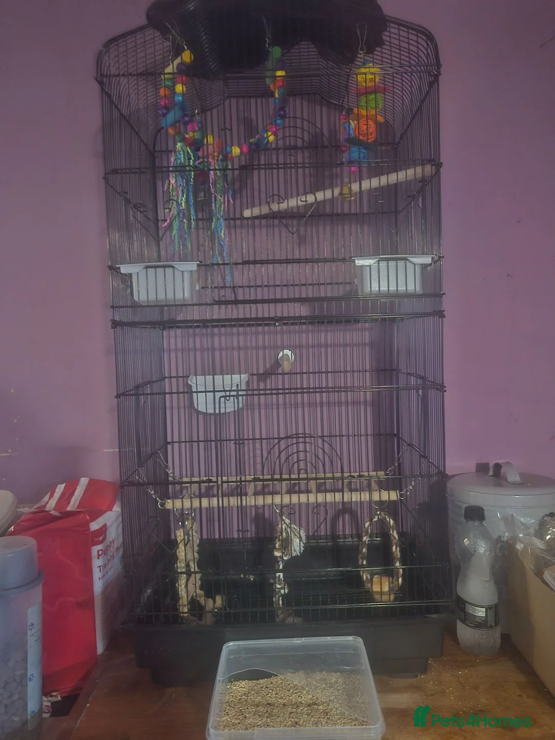 Budgerigars birds for sale: Budgie called penny plus cage toys and food  in Banbury - Advert 2