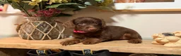 Jackapoo dogs for sale: *** Stunning Jackapoos Ready Now - Advert 7