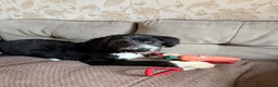 Mixed Breed dogs for sale: Ted the collie poo - Advert 13