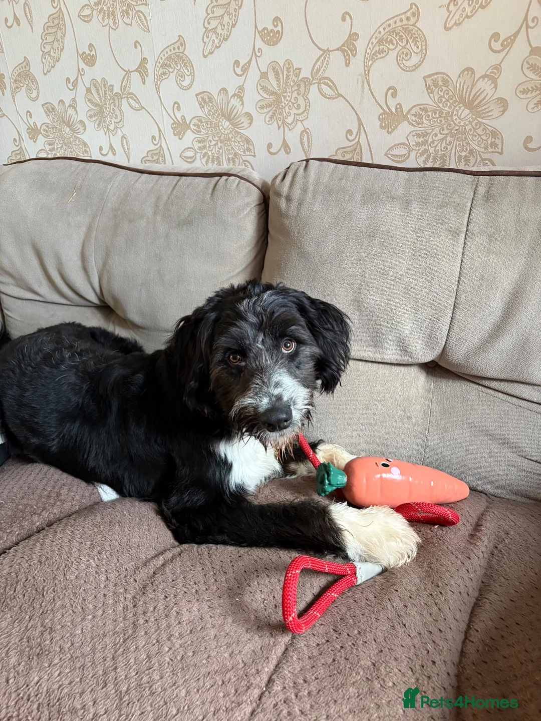Mixed Breed dogs for sale: Ted the collie poo - Advert 13
