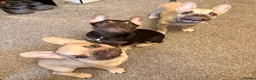 French Bulldog dogs for sale: French bulldog puppies 2 cream and one brown   - Advert 6