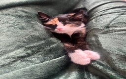 Mixed Breed cats for sale: Cat for adoption! - Image 2
