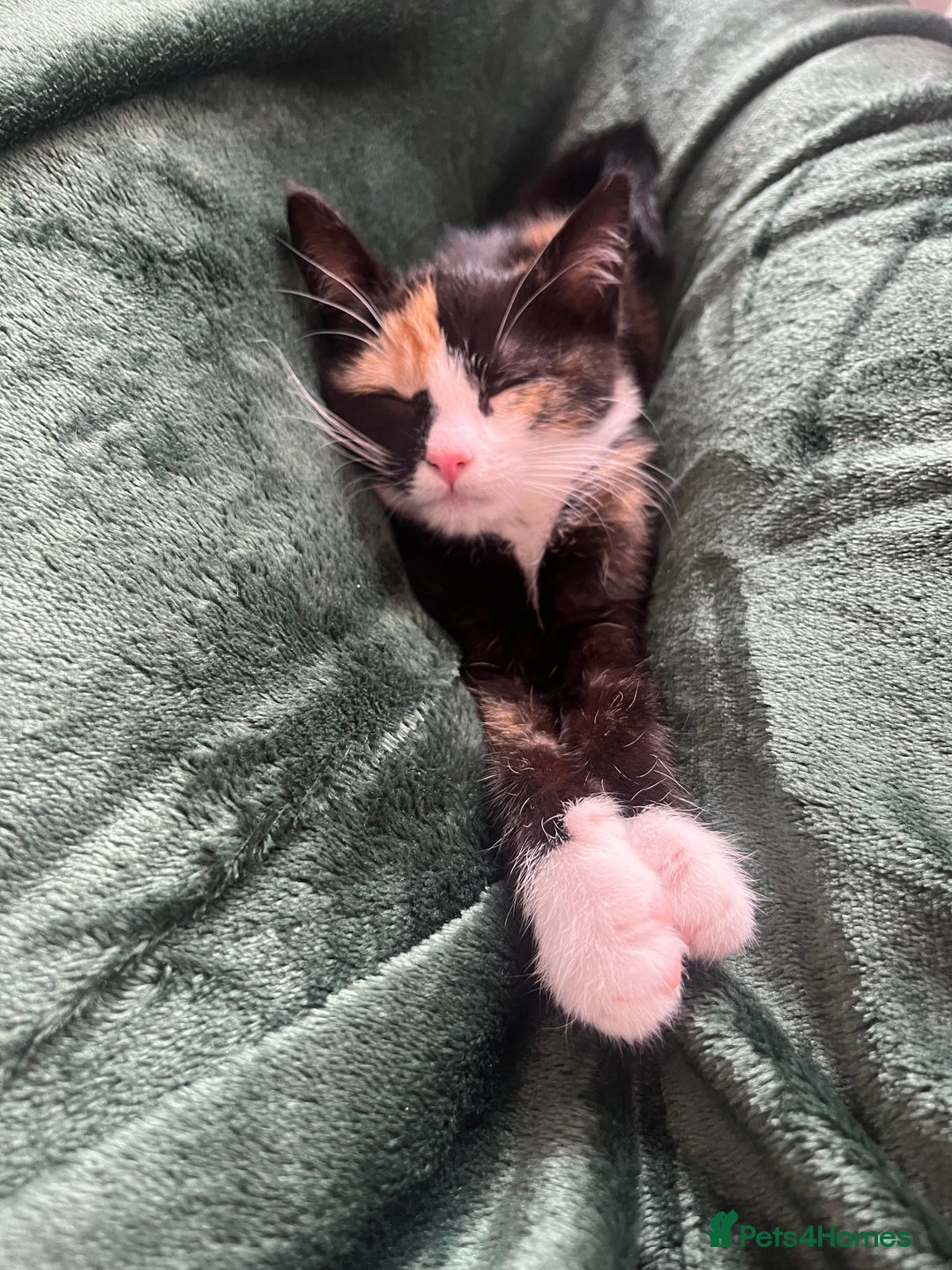 Mixed Breed cats for sale: Cat for adoption! - Image 2