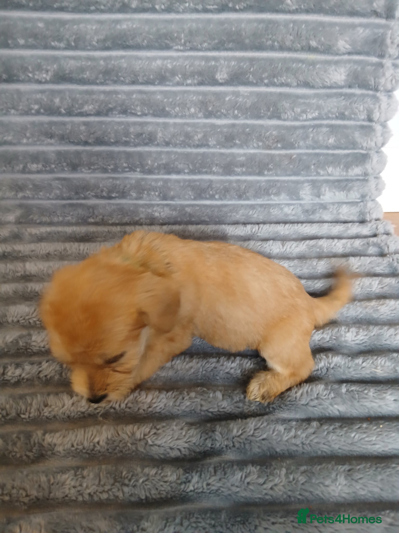 Mixed Breed dogs for sale: 8 dachshund x jack Russel puppies  in Henfield - Advert 17