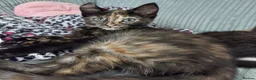 Mixed Breed cats for sale: Kittens in Truro - Advert 5