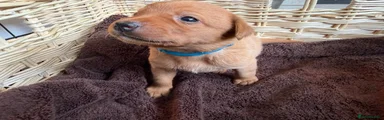 Labrador Retriever Puppy 1 - Light Blue