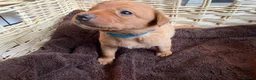 Labrador Retriever dogs for sale: Fox Red KC Reg labrador puppies PL14 - Advert 12