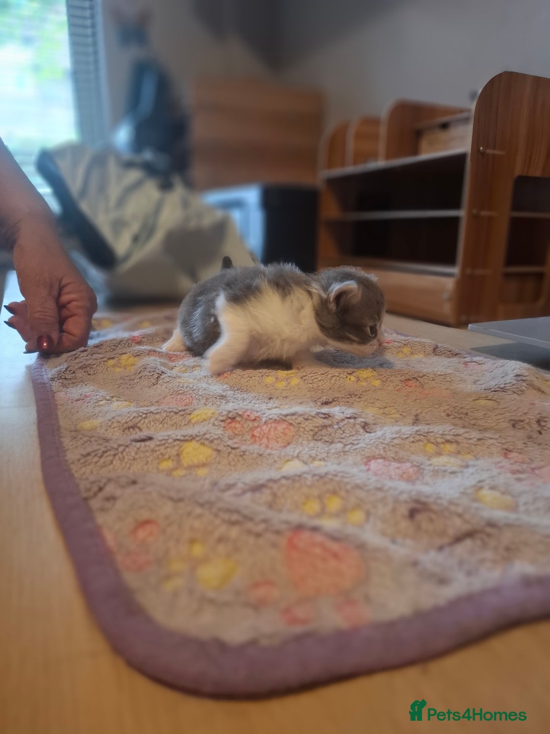 Mixed Breed cats for sale: 1 kitten left ready  2nd sept  - Image 21