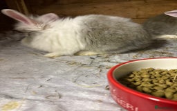 Mini Lop rabbits for sale: New litter added, angora/lionhead bunny rabbits  - Image 8