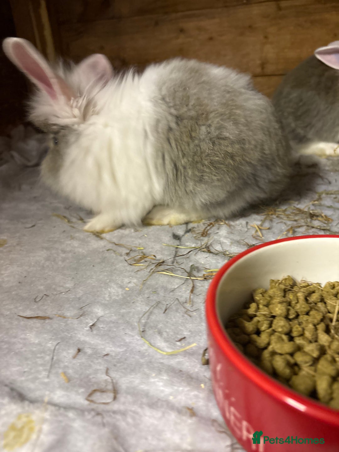 Mini Lop rabbits for sale: New litter added, angora/lionhead bunny rabbits  - Image 8