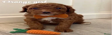 Orange girl 