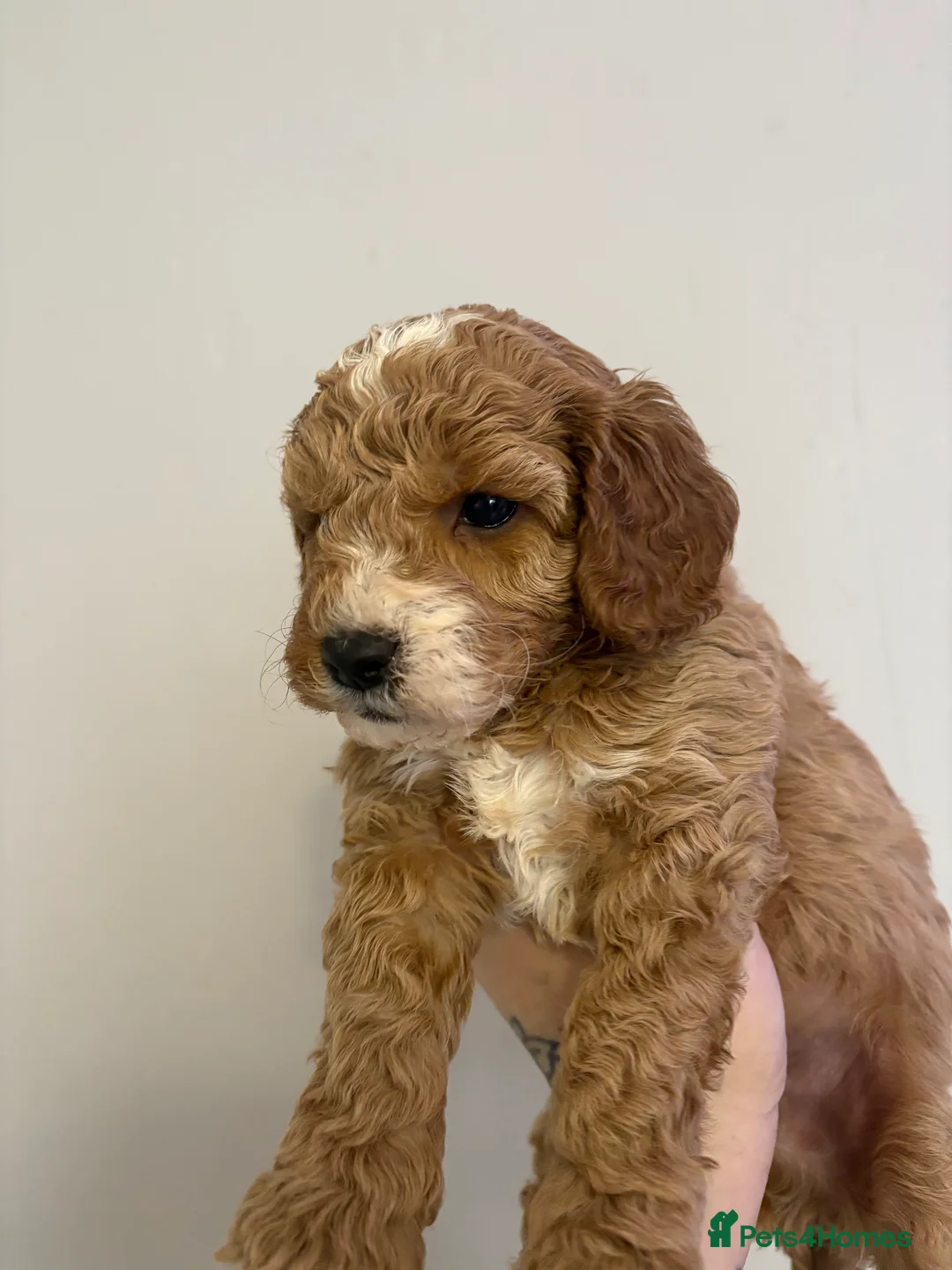 Cavapoo dogs for sale: Gorgeous cavapoos  - Advert 4