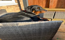 Rottweiler dogs for sale: Beautiful Rottweiler male  - Image 3