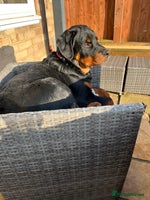 Rottweiler dogs - Advert 5