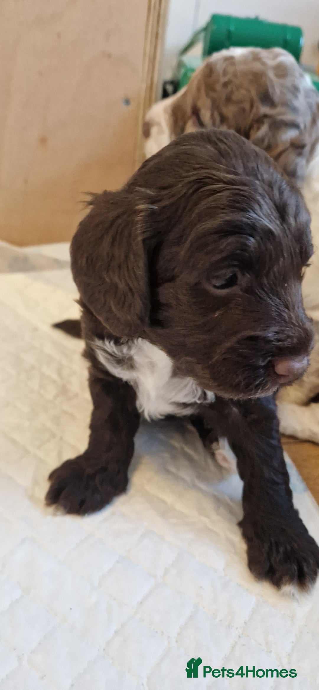 Cockapoo dogs for sale: Boy cockapoos  - Image 4