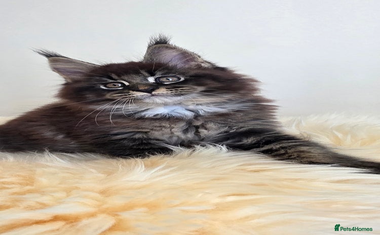 Maine Coon cats - Advert 6
