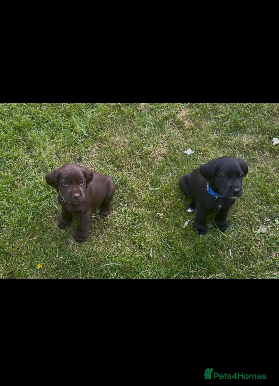 Cockerdor dogs LAST 3 BOYS Working Cockador Pups chocolate black  - Advert 1