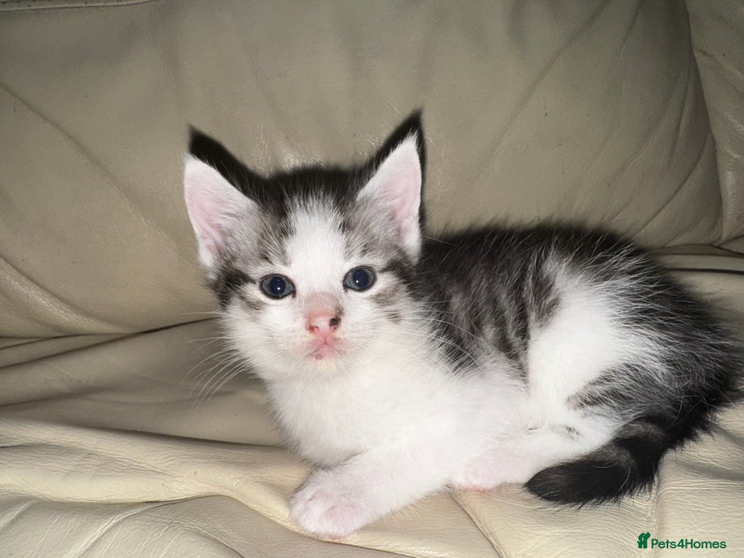 Mixed Breed cats for sale: 4 Male Kittens Available - Image 8
