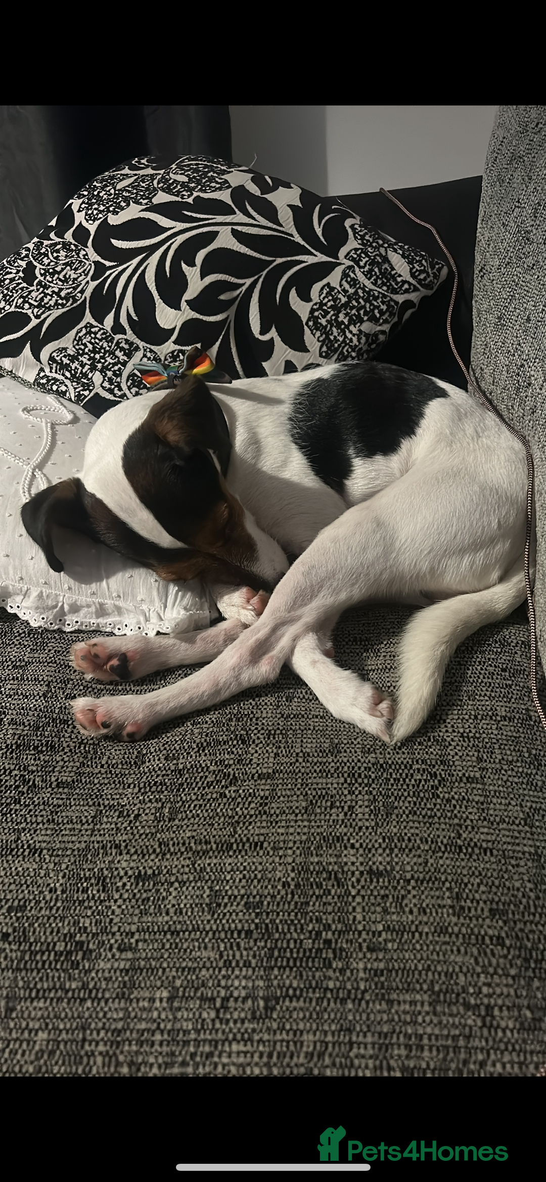 Parson Russell dogs for sale: Smudge  - Advert 1